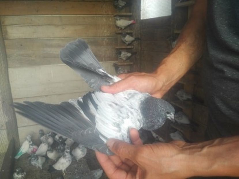  - 1900 Claudiu Zavoianu