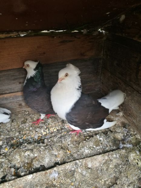  - L ___ DE VANZARE 2019