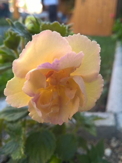  - Yellow English Rose