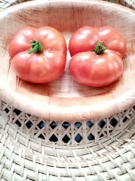  - TOMATE 2020 ALBUM 15