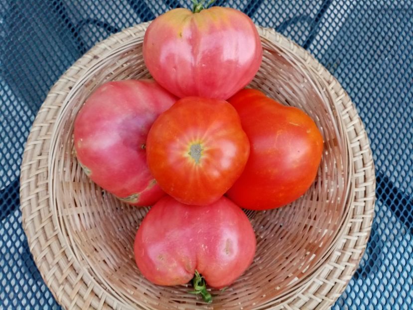  - TOMATE 2020 ALBUM 15