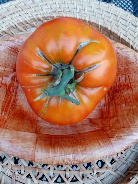 - TOMATE 2020 ALBUM 15