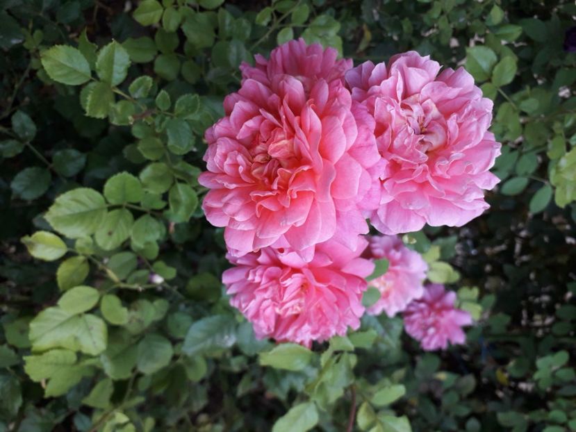 Cristophor Marlowe 25 - 00 Disponibil toamna 2023