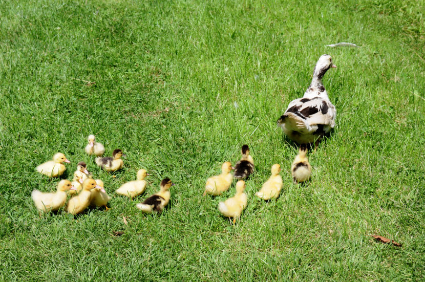  - 04 Rate lesesti 2020