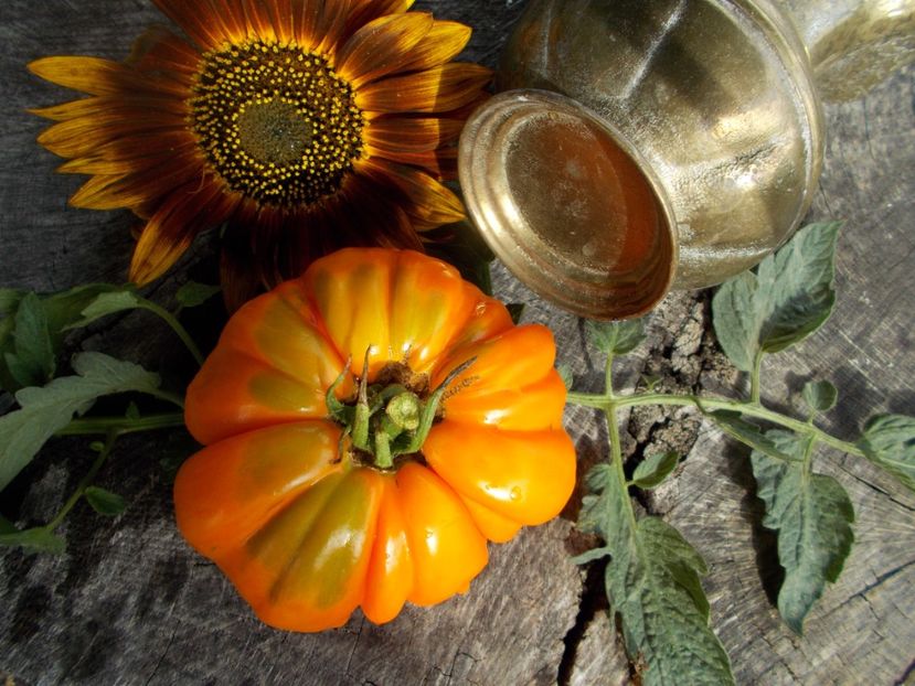  - SEMINTE ROSII - T 599 SUMMER CIDER APRICOT OP