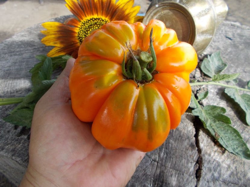  - SEMINTE ROSII - T 599 SUMMER CIDER APRICOT OP