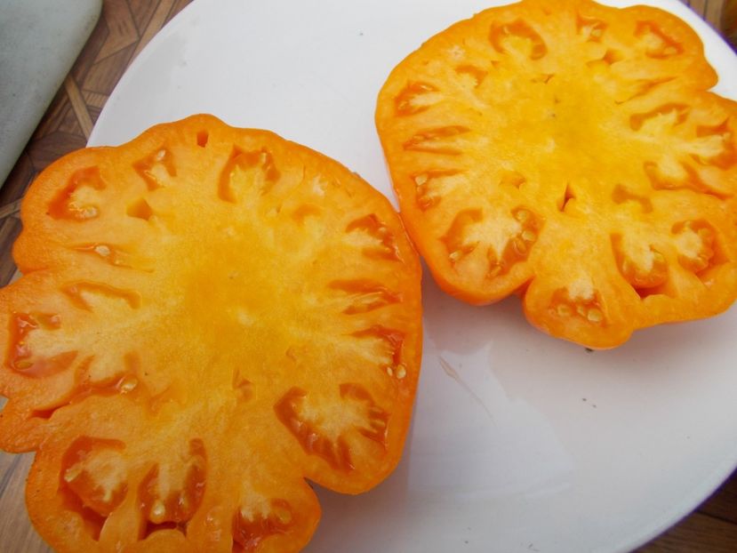  - SEMINTE ROSII - T 599 SUMMER CIDER APRICOT OP