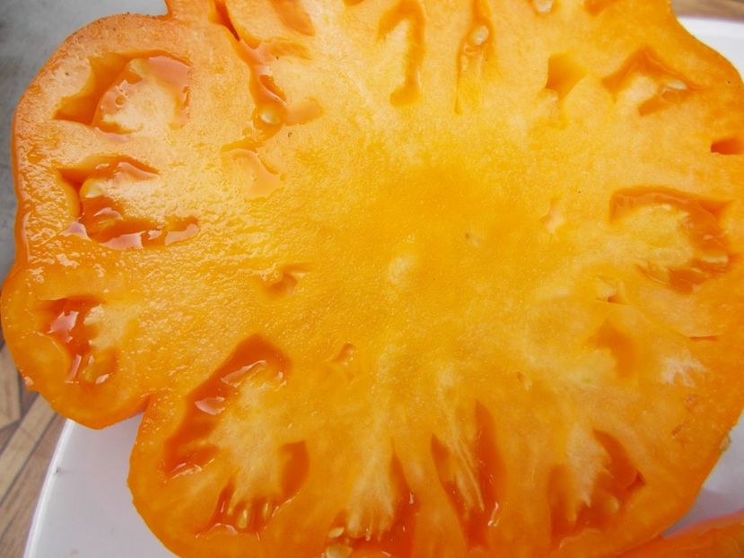  - SEMINTE ROSII - T 599 SUMMER CIDER APRICOT OP