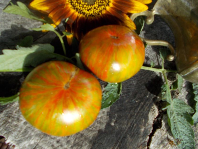  - SEMINTE ROSII - T 595 PIT VIPER F7