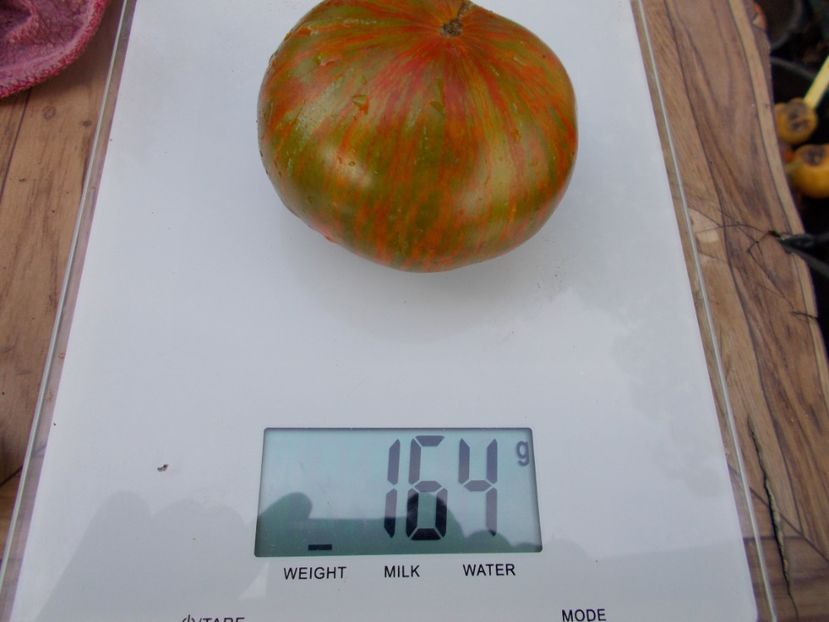  - SEMINTE ROSII - T 595 PIT VIPER F7