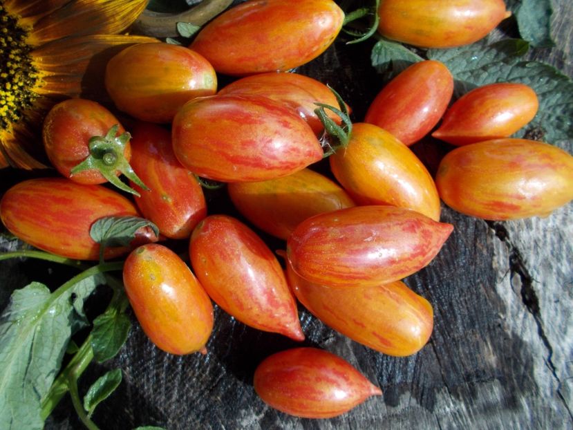  - SEMINTE ROSII - T 616 CHOCOLATE STRIPED ICICLE