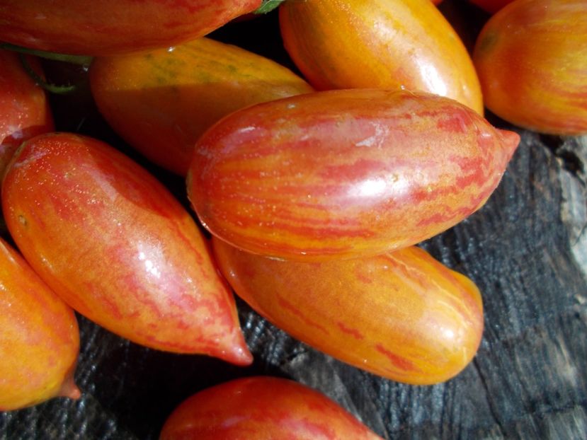  - SEMINTE ROSII - T 616 CHOCOLATE STRIPED ICICLE