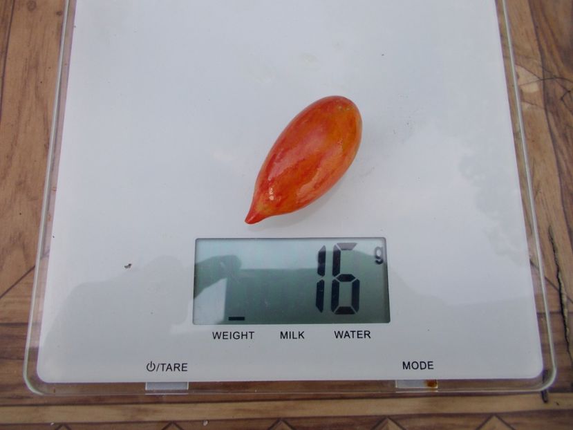  - SEMINTE ROSII - T 616 CHOCOLATE STRIPED ICICLE