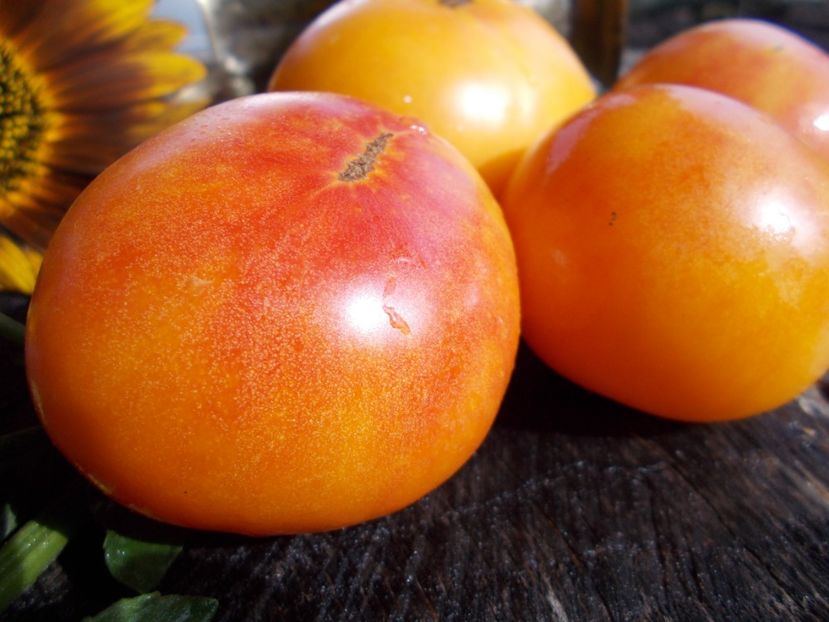  - SEMINTE ROSII - T 617 CORAL QUEEN