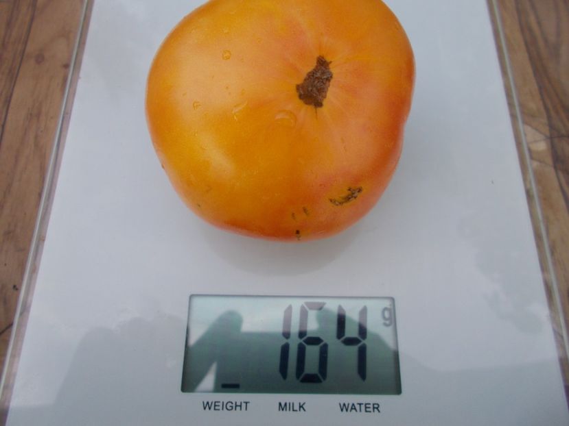  - SEMINTE ROSII - T 617 CORAL QUEEN