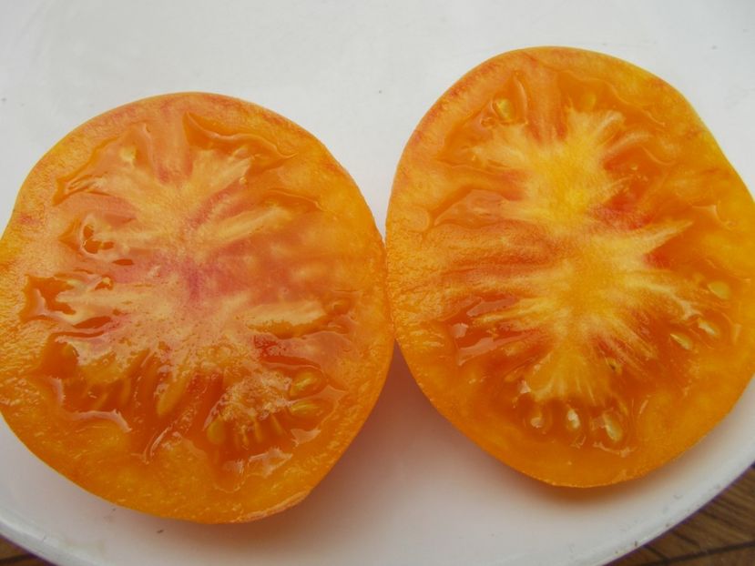  - SEMINTE ROSII - T 617 CORAL QUEEN