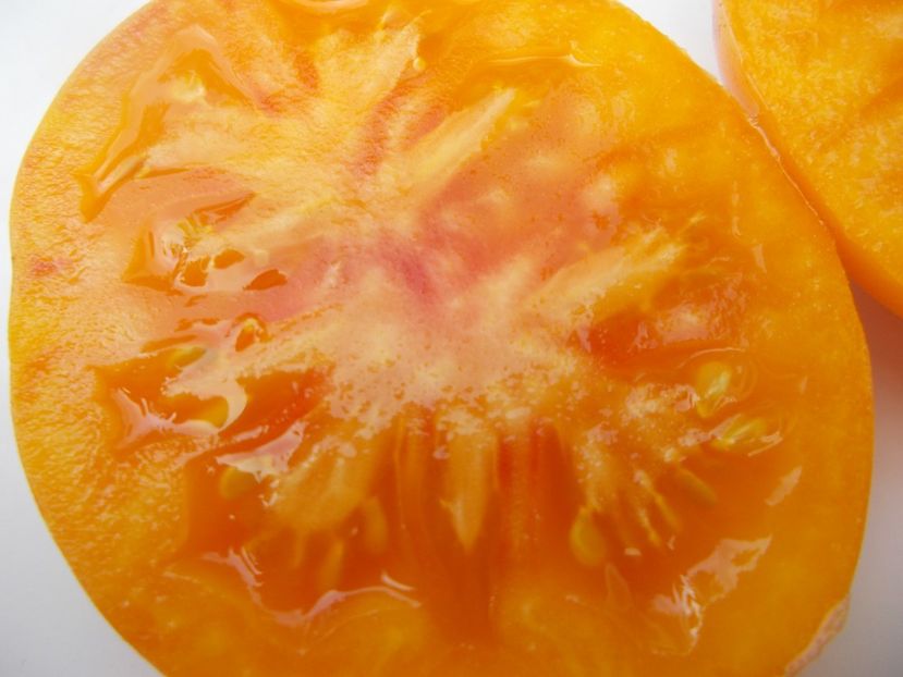  - SEMINTE ROSII - T 617 CORAL QUEEN