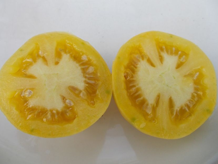  - SEMINTE ROSII - T 584 GHOST CHERRY