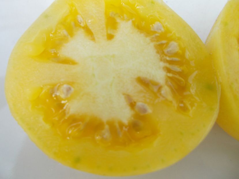  - SEMINTE ROSII - T 584 GHOST CHERRY