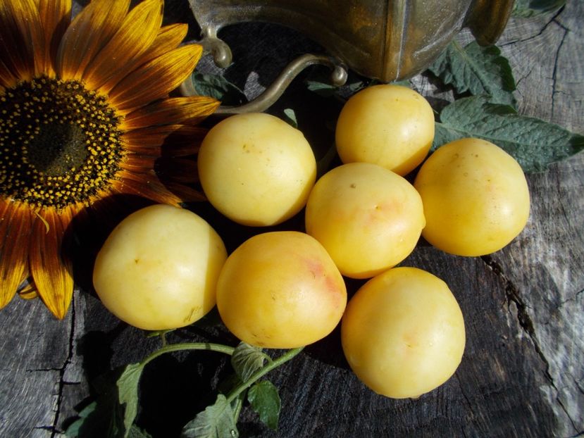  - SEMINTE ROSII - T 584 GHOST CHERRY