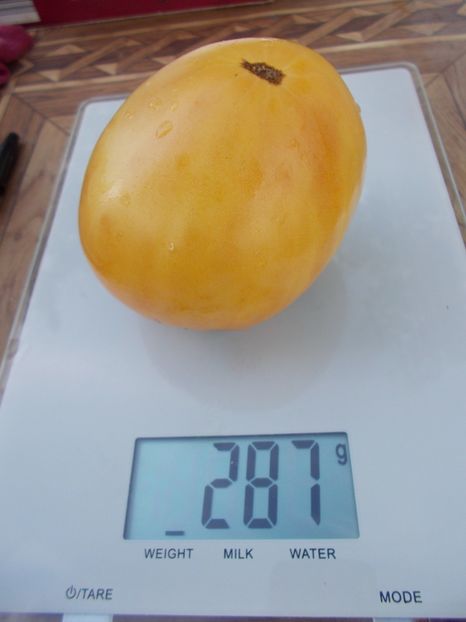  - SEMINTE ROSII - T 482 REINHARD S WHITE HEART