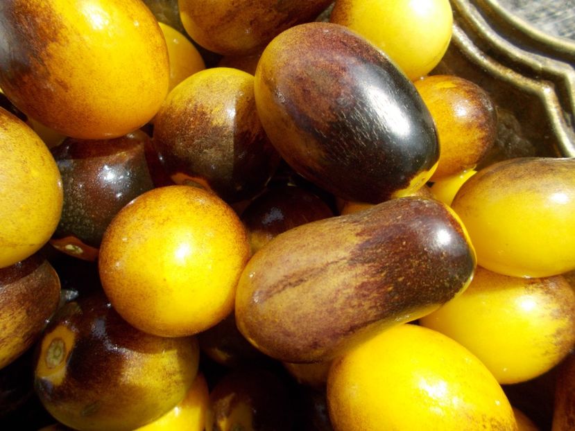  - SEMINTE ROSII - T 596 INDIGO KUMQUAT F5