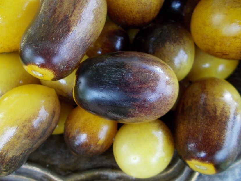  - SEMINTE ROSII - T 596 INDIGO KUMQUAT F5