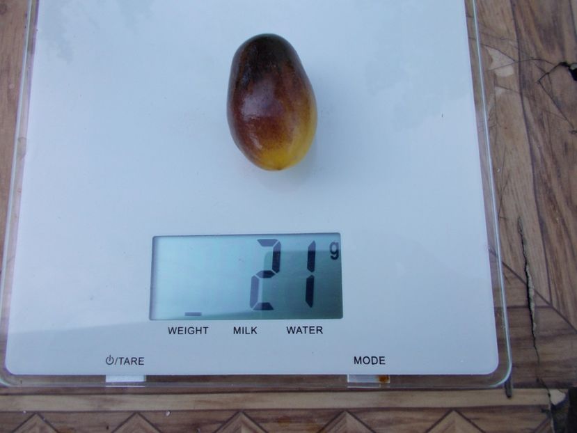  - SEMINTE ROSII - T 596 INDIGO KUMQUAT F5