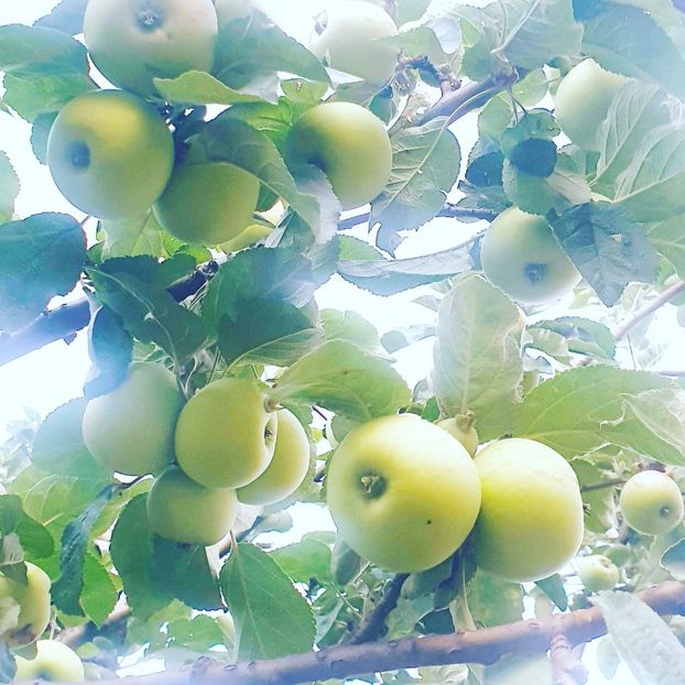  - - O - Fotografii x