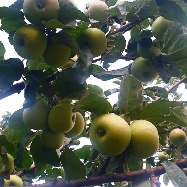  - - O - Fotografii x