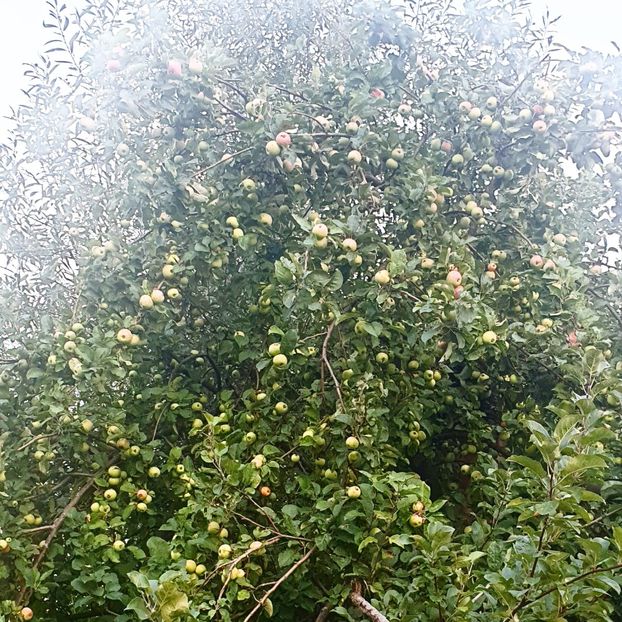  - - O - Fotografii x