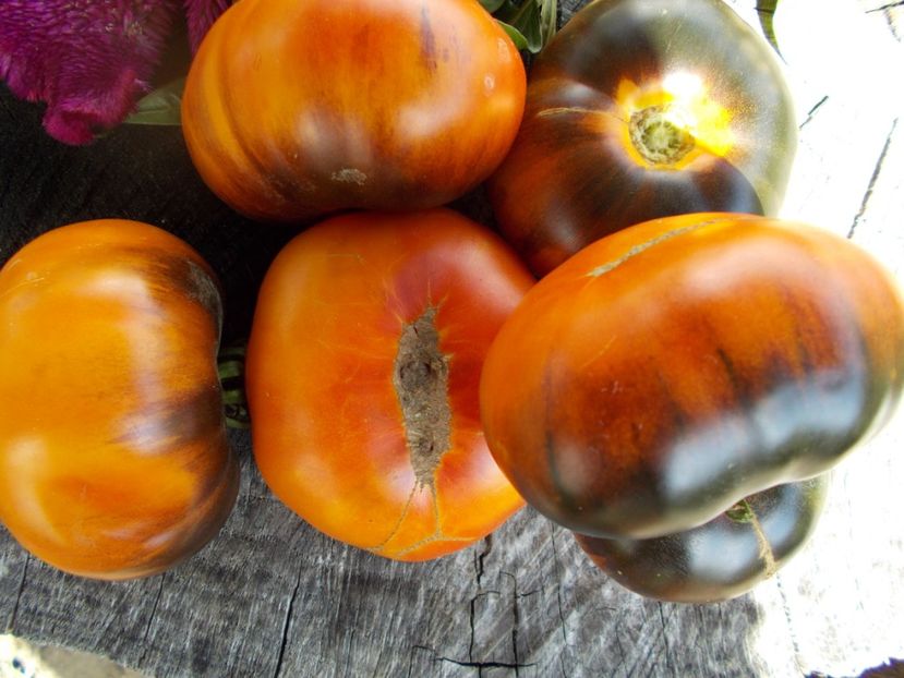  - SEMINTE ROSII - T 601 BLUE JOLLIES