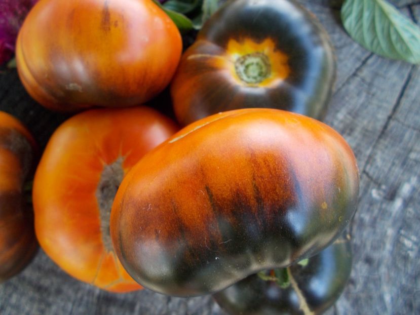  - SEMINTE ROSII - T 601 BLUE JOLLIES