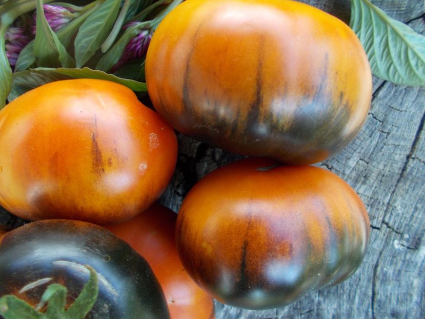  - SEMINTE ROSII - T 601 BLUE JOLLIES