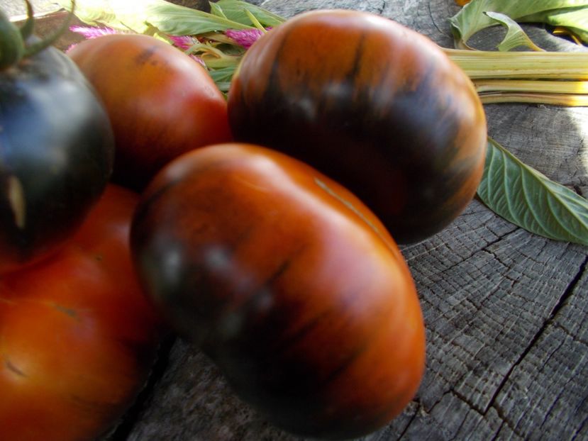  - SEMINTE ROSII - T 601 BLUE JOLLIES