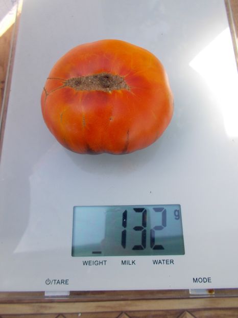  - SEMINTE ROSII - T 601 BLUE JOLLIES