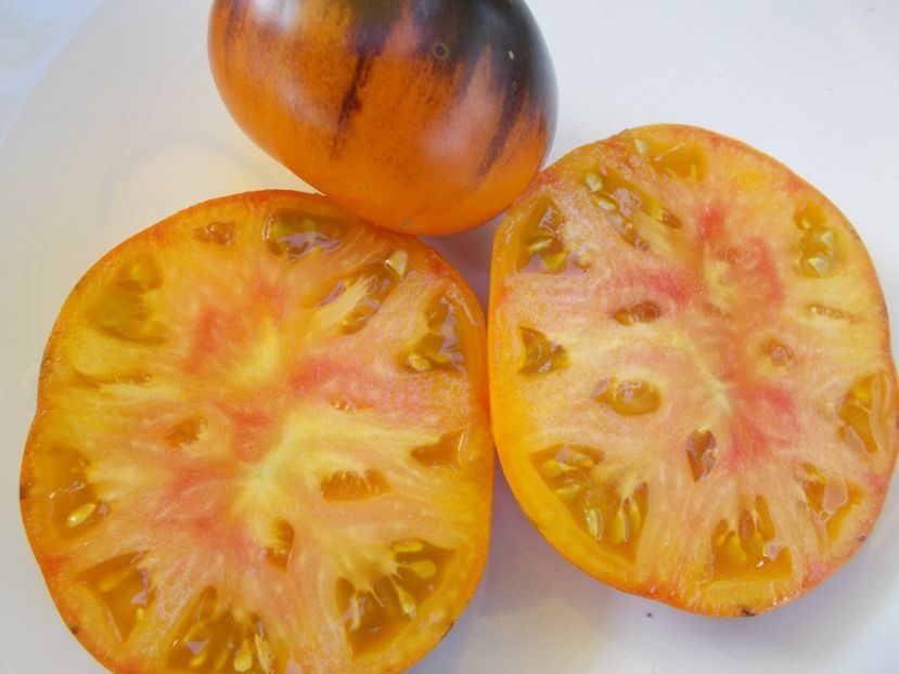  - SEMINTE ROSII - T 601 BLUE JOLLIES