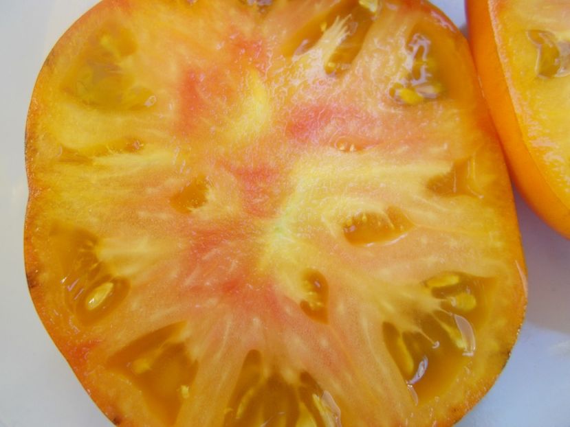  - SEMINTE ROSII - T 601 BLUE JOLLIES