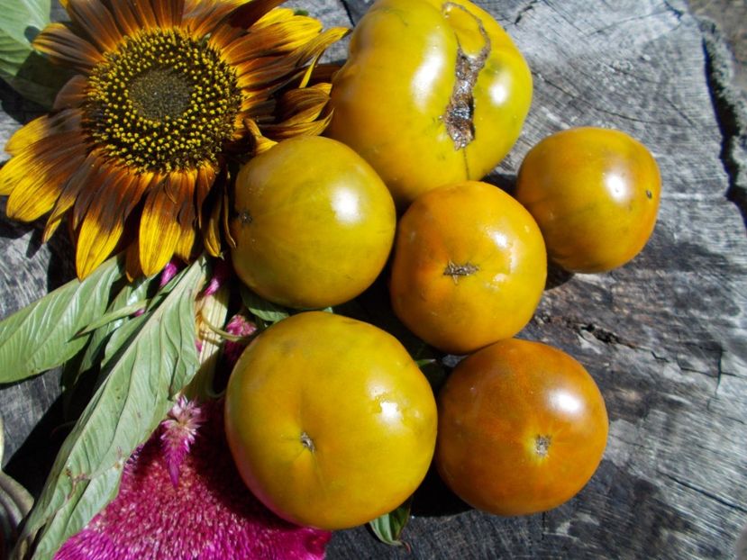  - SEMINTE ROSII - T 585 GREEN PINEAPPLE