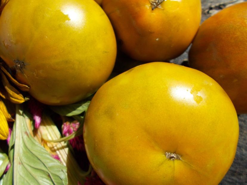  - SEMINTE ROSII - T 585 GREEN PINEAPPLE