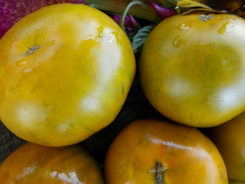  - SEMINTE ROSII - T 585 GREEN PINEAPPLE