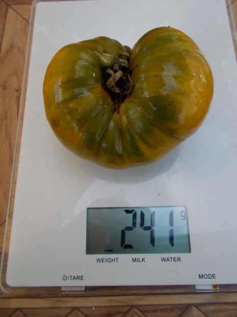  - SEMINTE ROSII - T 585 GREEN PINEAPPLE