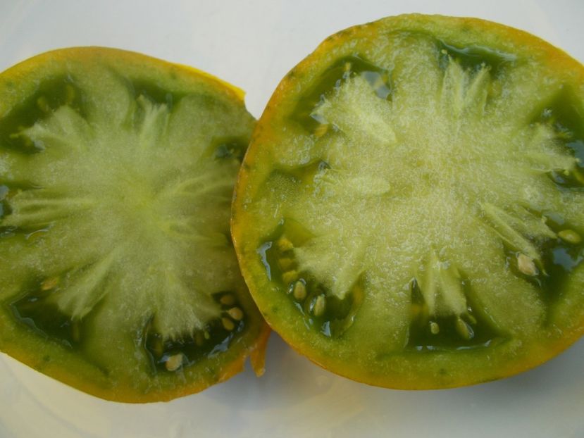  - SEMINTE ROSII - T 585 GREEN PINEAPPLE