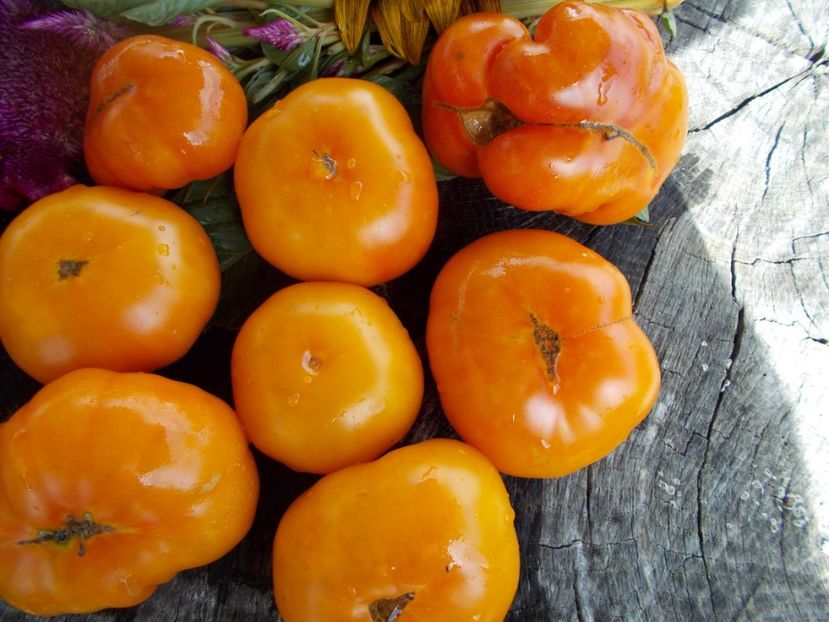  - SEMINTE ROSII - T 611 BANJAM RUMI ORANGE