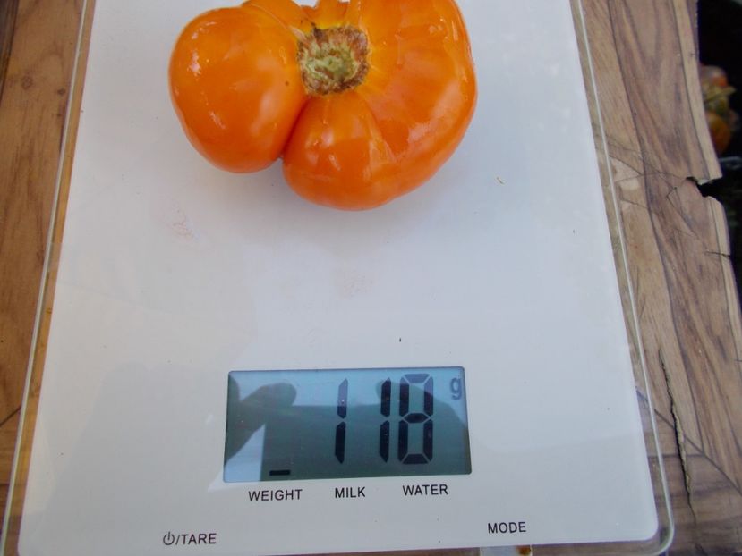  - SEMINTE ROSII - T 611 BANJAM RUMI ORANGE