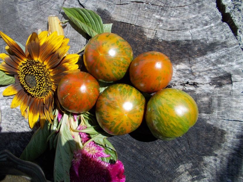  - SEMINTE ROSII - T 496 LARGE BARRED BOAR