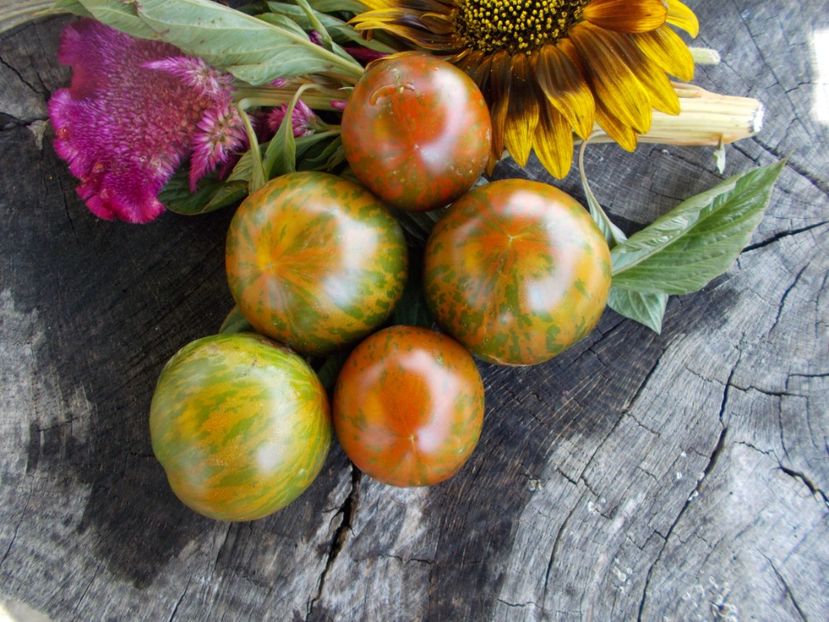  - SEMINTE ROSII - T 496 LARGE BARRED BOAR