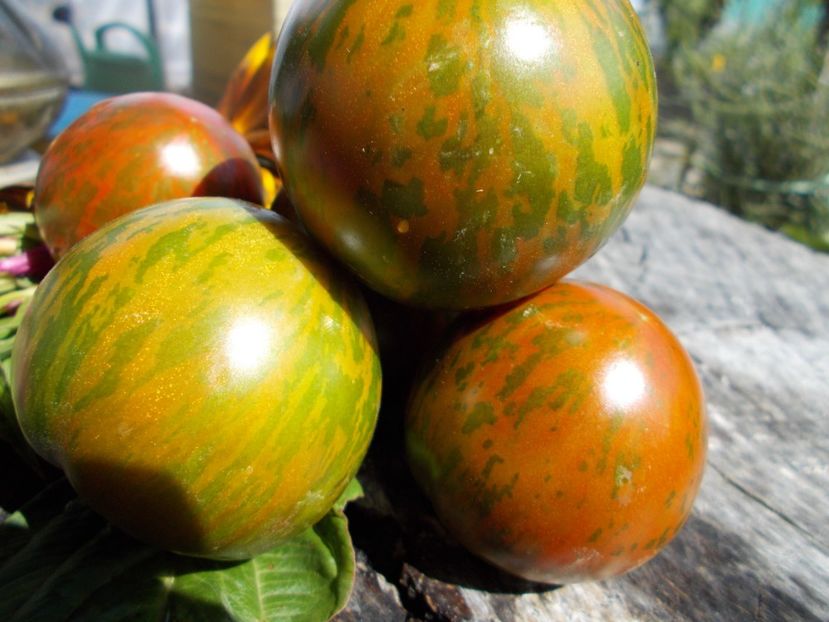  - SEMINTE ROSII - T 496 LARGE BARRED BOAR