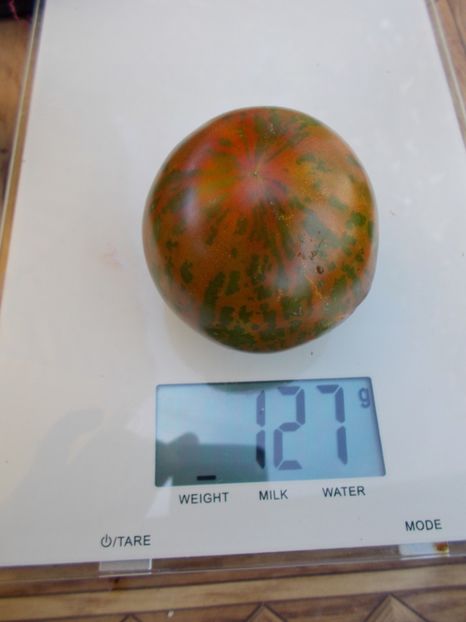  - SEMINTE ROSII - T 496 LARGE BARRED BOAR