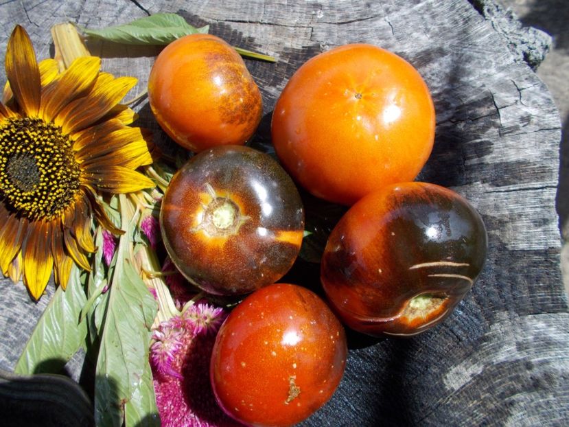  - SEMINTE ROSII - T 483 SIBERIAN PANTHER